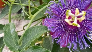 ПАСИФЛОРА// ЦВЕТЕНИЕ ПАСИФЛОРЫ ИЗ СЕМЯН!