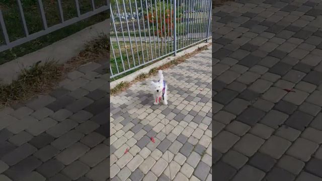 Не очень удачная поездка в клинику Краснодар смотреть онлайн