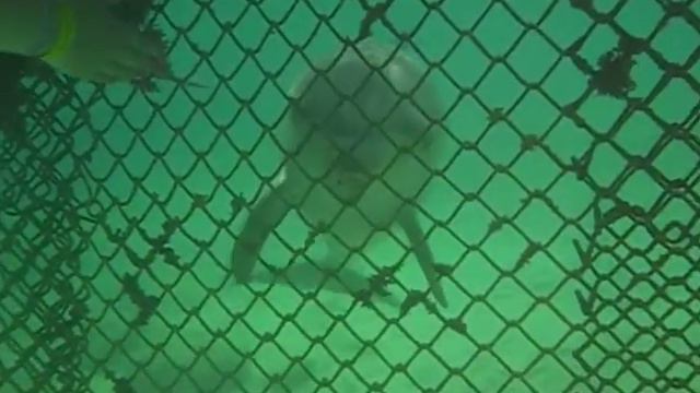 Playful dolphin at Dolphin Cove Jamaica смотреть онлайн