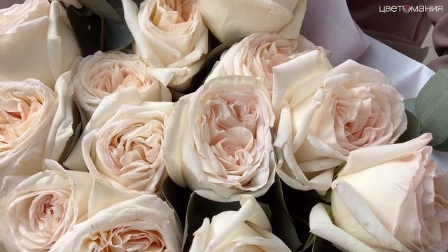 Обзор букета из 15 ароматных роз Вайт Охара с эвкалиптом смотреть онлайн