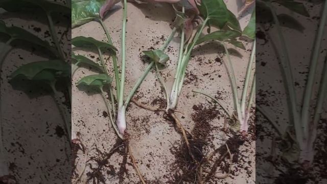 Сингониум, размножение, пересадка, состав грунта. смотреть онлайн