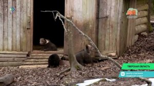 Медвежата из Коми, что сейчас находятся в Центре спасения медвежат-сирот, учатся лазить по деревьям