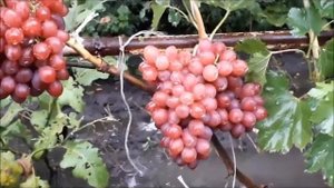 Виноград который не трещит.