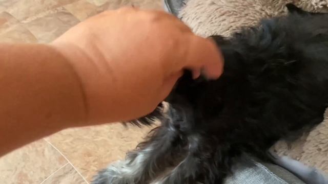 Мечты сбываются! Мне подарили щенка цвергшнауцера! #цвергшнауцер #щенок смотреть онлайн