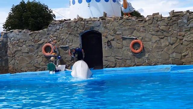 дельфинарий, г. Ейск смотреть онлайн