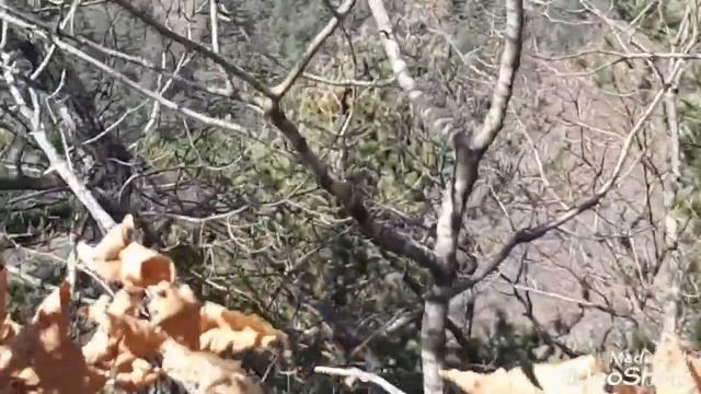 За шишкой 2020// шишка все дальше и дальше//цены на орех смотреть онлайн