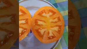 Томат Илья Муромец в разрезе.Салатный сорт. Ярославская обл.