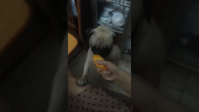 Cute greedy pug eating mango...