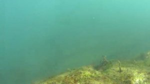 В прибрежной зоне Черного моря у памятника погибшим рыбакам сейнера Уруп