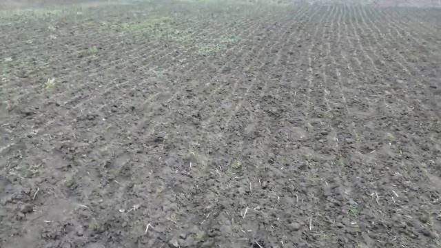 Выращивание укропа.Укроп как бизнес