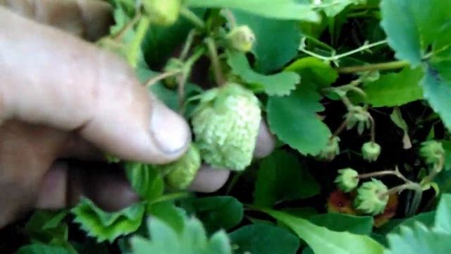 Перший день літа ---- перша суниця смотреть онлайн