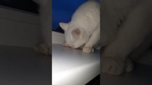 У кошки кровь льётся из раковой опухоли