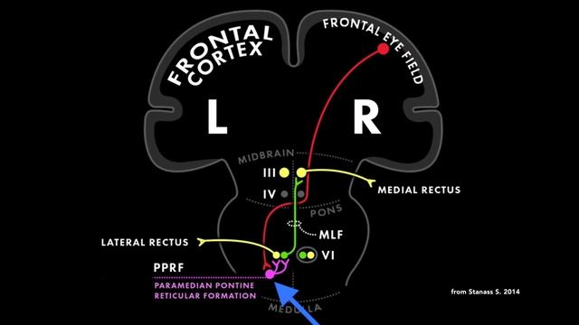 The Physiology of Conjugate Gaze смотреть онлайн