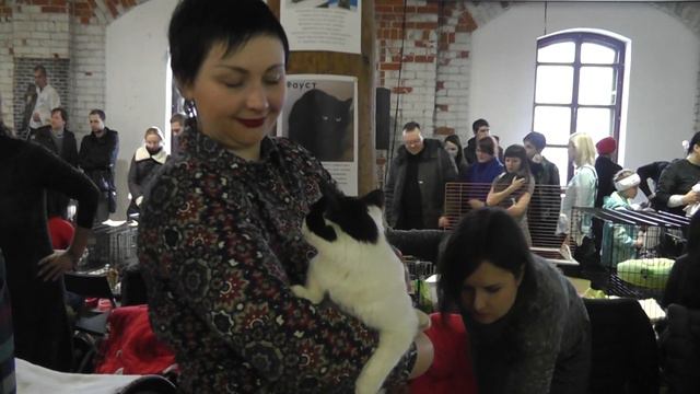 03.04.2016. Кошки ищут хозяев 03862 смотреть онлайн