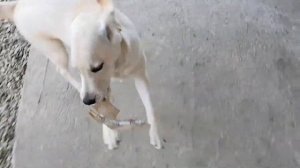 Лабрадор - Ретривер дома, Применяем Фурминатор Для Ухода За Шерстью В Линьку