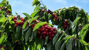 Росте Черешня в Мами на Городі/Караоке/Українські Пісні