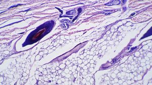 Биология.Костный мозг