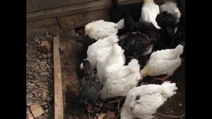 выгул для цыплят///где и когда цыплята гуляют