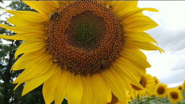 Пчёлы 2019! Весь сезон от акации до осени! Наша компания смотреть онлайн