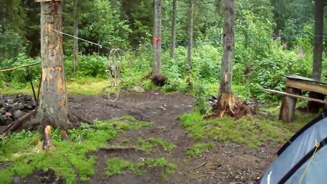 Медвежонок 2 жигаланские водопады смотреть онлайн