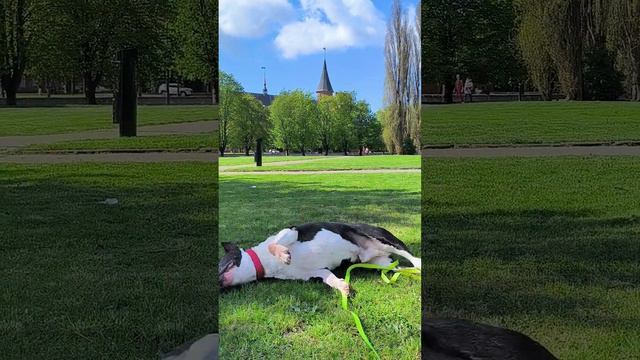 Бультерьер Мартин, 12 лет. Калининград. смотреть онлайн