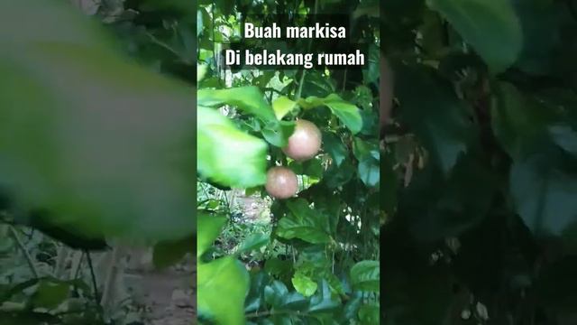 buah markisa #buahmarkisa #markisa#tanamanbuah #keluargapandaofficial #vídeoviral