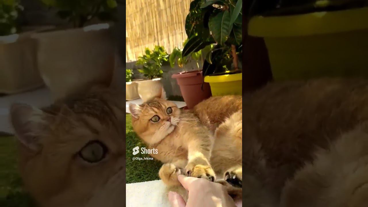 Очаровательный шотландец