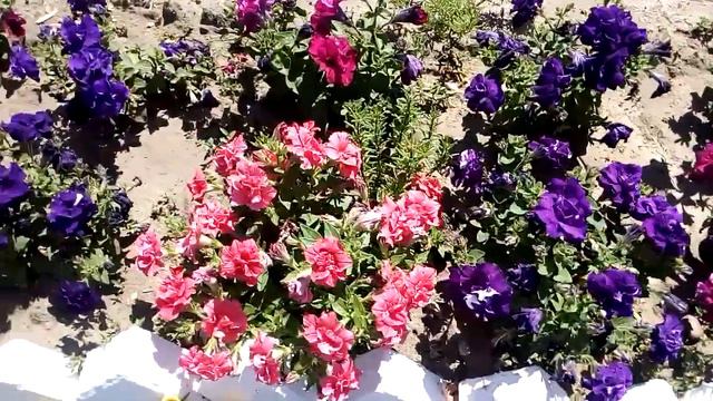 Петуньи махровые Terry petunias 毛圈矮牵牛 Frottee-Petunien テリーペチュニア Terry pétunias 테리 피튜니아 טרי פטוניות