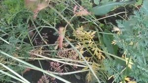 убираю морковь. сорта санькина любовь, дордонь, император, канада, самсон.