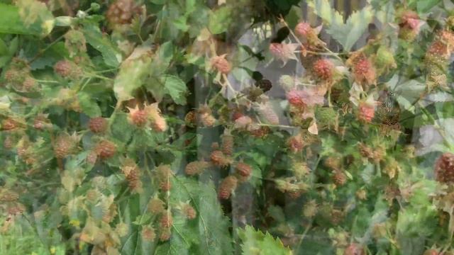 Ежевика Бжезина. Отцвела, завязала ягоду, готовится к созреванию. 19.06.23 смотреть онлайн