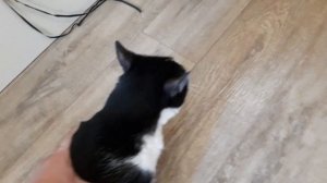 ЧТО БУДЕТ ЕСЛИ ТЕРЕБИТЬ КОТУ ПИПИРКУ