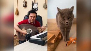 Поющий кот.