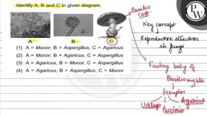 Identify A, B and C in given diagram.
(1) \( \mathrm{A}= \) Mucor, \( \mathrm{B}= \) Aspergillus...