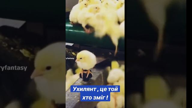 Ухилянт - это тот, кто смог!