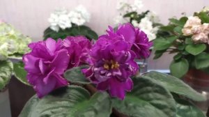 Шикарная фиалочка ,с очень огромными цветами ! ЕК- Осенний георгин ?