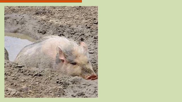 Bible Picture Quiz Animals. Bible Trivia. Bible Quiz. смотреть онлайн