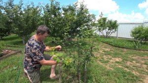 летняя формировка чашей у 2 летнего дерева