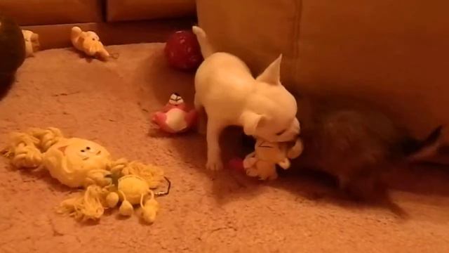 Чихуахуа (Chihuahua),помёт от 31 марта 2012 года.Gordost Emili смотреть онлайн