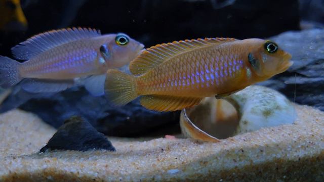 Lamprologus Ocellatus Gold ve Blue смотреть онлайн