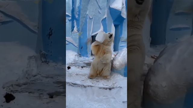 Медведь по имени Кай из новосибирского зоопарка