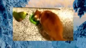 Животные кушают и пьют   забавные видео с животными 2015