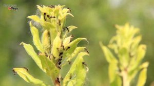 Как Бороться С Тлёй Без Химии?! Хозяйственное Мыло Против Тли!