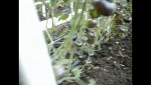 Томат Зеленая Богиня Занаду