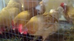 куры Мини мясные палевые кормление, уборка, содержание. Вес молодняка мини мясных