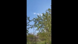 томаты после заморозков. скворец в своем домике
