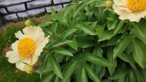 Пион Клэр де Лун (Claire de lune) 2022