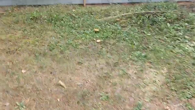 Сезон тихой охоты открыт! Собираю маслята не выходя с участка.