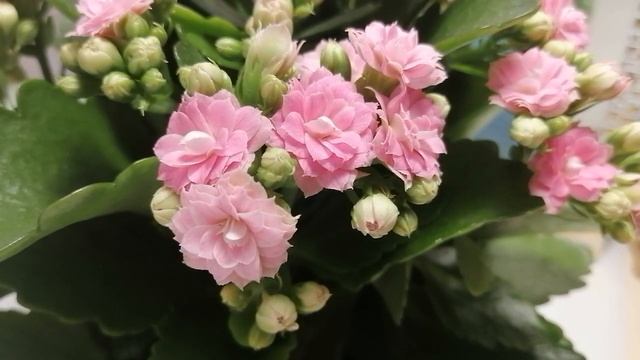 любительница машин марки субару читает Сказки на ночь - С. Маршак Багаж