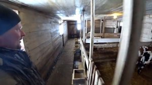 Теперь у нас их 5. Корова отелилась. Омск Москаленки жизнь в деревне.
