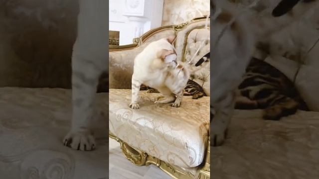 Бенгальские котята снежного окраса / Бенкальские кошки